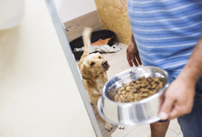 man holding dog bowl with food 2024 10 11 12 08 51 utc