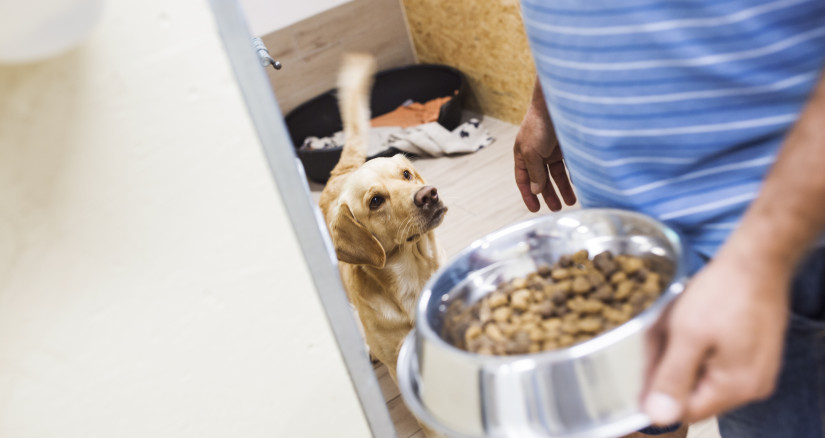 man holding dog bowl with food 2024 10 11 12 08 51 utc
