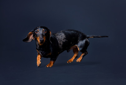 marbled dachshund dog sitting on a black backgroun 2024 12 07 14 34 27 utc