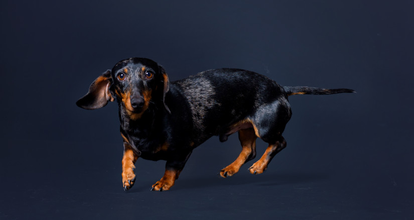 marbled dachshund dog sitting on a black backgroun 2024 12 07 14 34 27 utc
