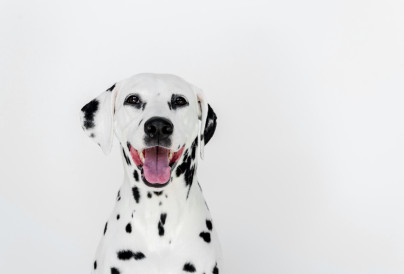 one cute dalmatian dog with open mouth isolated on 2024 11 19 14 02 40 utc