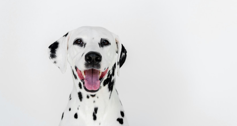 one cute dalmatian dog with open mouth isolated on 2024 11 19 14 02 40 utc