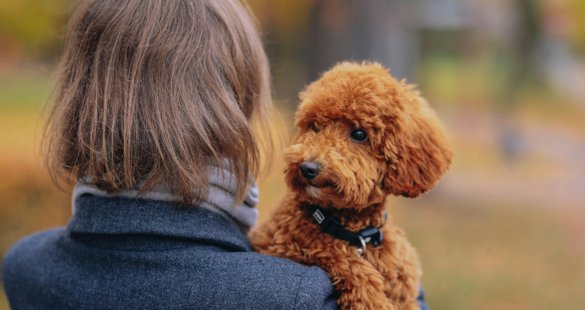 2025.4.28 Human Animal Bond