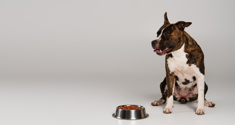 staffordshire bull terrier sitting near bowl with 2024 11 10 00 23 50 utc