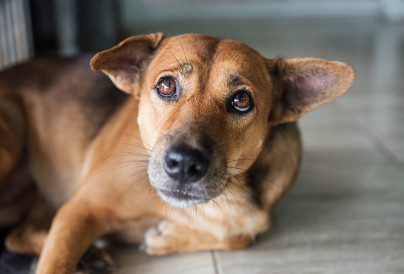 stray dog that have been taken care stare and susp 2025 06 30 21 42 06 utc