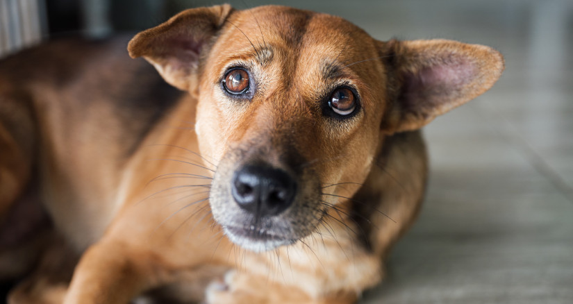 stray dog that have been taken care stare and susp 2025 06 30 21 42 06 utc