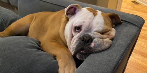 BSM Partners // No Sleep for the Bulldog: How Illness and Stress Affect ...