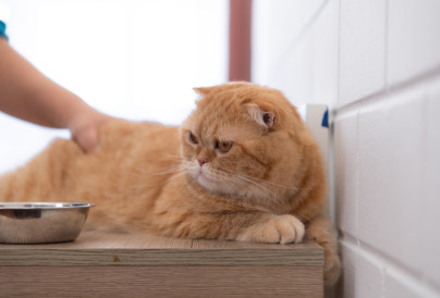 the intelligent persian cat with daily meals on a 2025 01 08 10 15 22 utc