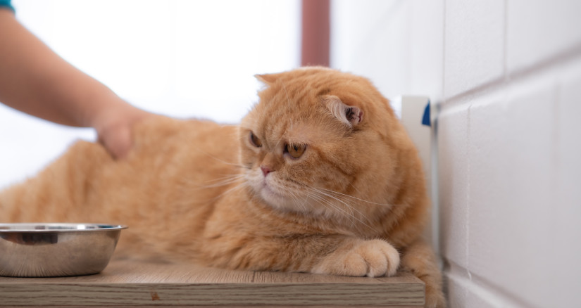 the intelligent persian cat with daily meals on a 2025 01 08 10 15 22 utc