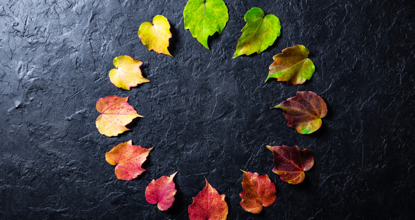 the multicolored leaves on a black background 2025 02 21 20 12 50 utc