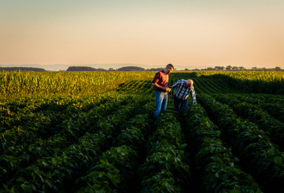 two farmers walking in a field examining soy crop 2025 02 11 14 12 50 utc