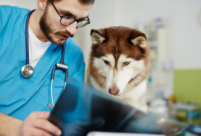 vet and his patient 2025 04 01 05 57 10 utc