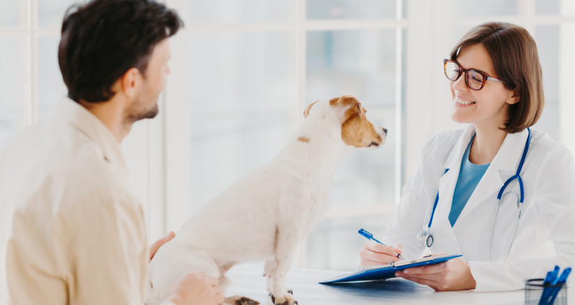 vet checks pet in hospital modern office communi 2025 03 08 21 52 19 utc