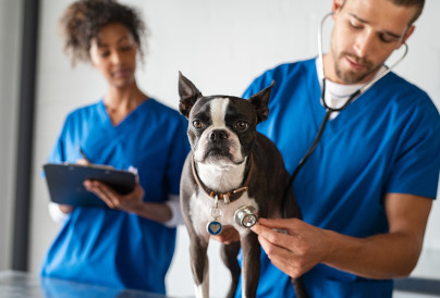 vet examining dog 2025 01 09 15 21 24 utc
