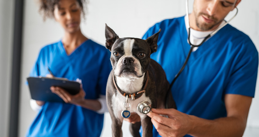 vet examining dog 2025 01 09 15 21 24 utc