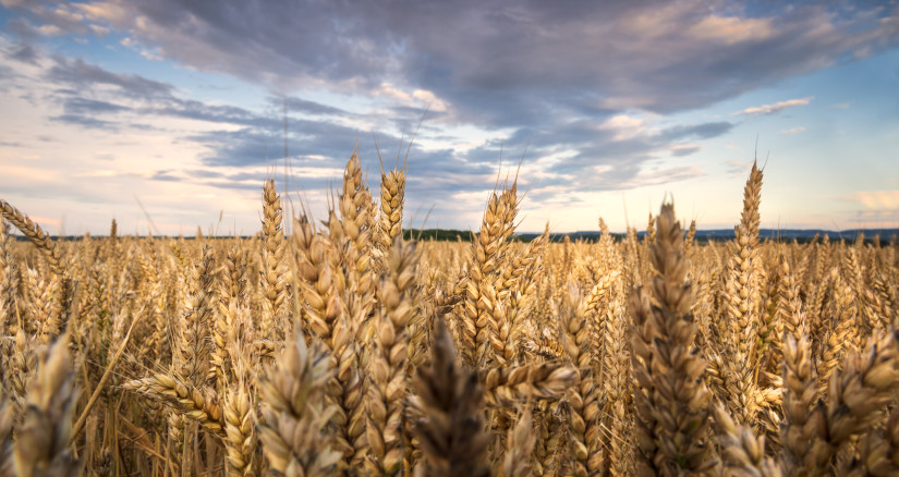 wheat field and blue sky 2025 01 09 00 59 32 utc