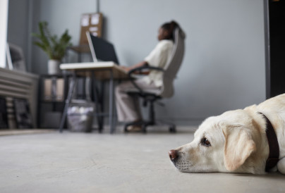 white dog waiting in office 2025 03 09 15 03 42 utc
