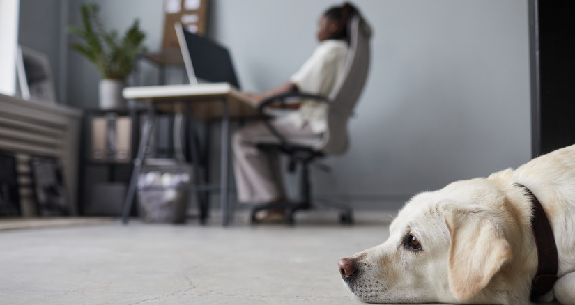 white dog waiting in office 2025 03 09 15 03 42 utc